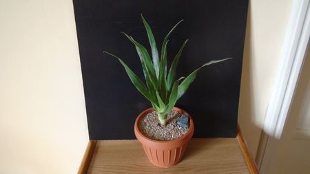 Dracaena draco (Insulele Canare)