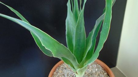 Dracaena draco (Insulele Canare)