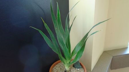 Dracaena draco (Insulele Canare)