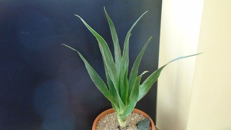 Dracaena draco (Insulele Canare)
