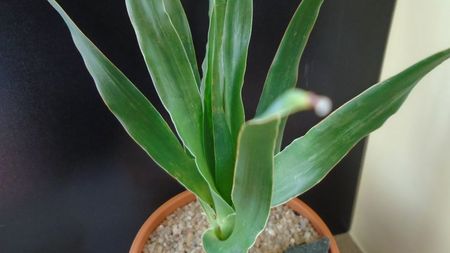 Dracaena draco (Insulele Canare)