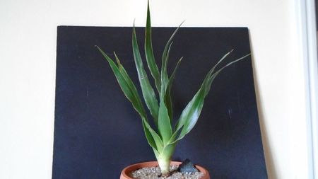 Dracaena draco (Insulele Canare)