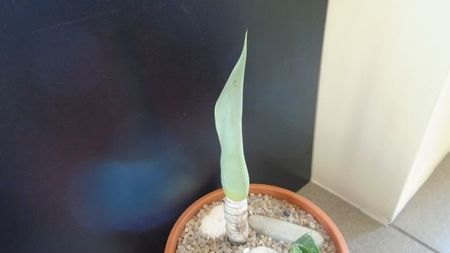 Agave attenuata; replantate in 27 febr. 2020

