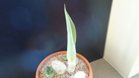Agave attenuata; replantate in 27 febr. 2020
