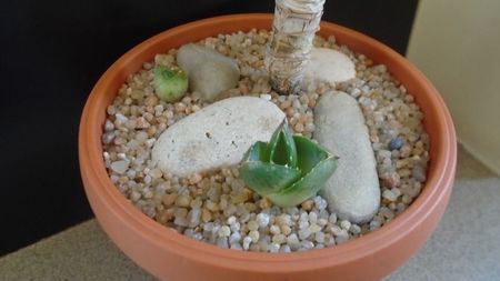 Grup de 3 agave; replantate in 27 febr. 2020

Agave attenuata
Agave pumila f. nana 
Agave pumila hb.
