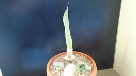 Grup de 3 agave; replantate in 27 febr. 2020

Agave attenuata
Agave pumila f. nana 
Agave pumila hb.
