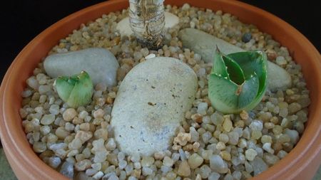 Grup de 3 agave; replantate in 27 febr. 2020

Agave attenuata
Agave pumila f. nana 
Agave pumila hb.
