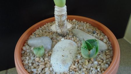 Grup de 3 agave; replantate in 27 febr. 2020

Agave attenuata
Agave pumila f. nana 
Agave pumila hb.
