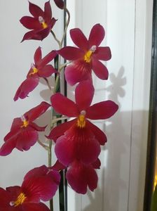 Beallara Tropic Lily