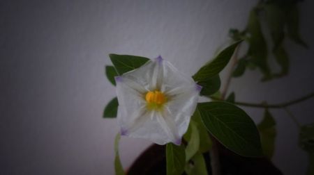 Solanum rantonettii