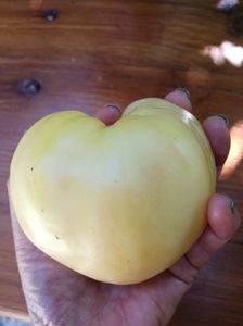 white oxheart
