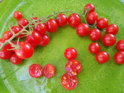 Wild Tomato1
