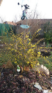 jasminum nudiflorum(iasomia de iarna)