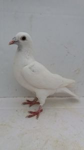 F 2019 vanduta