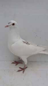 M 2019 vandut