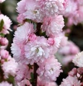 prunus glandulosa rosea plena