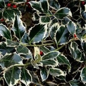 ilex aquifolium silver queen