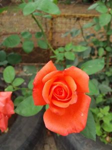; Coral Rose.

