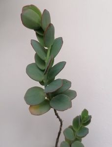 Kalanchoe marnieriana