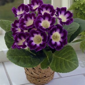 bulbi-gloxinia-hollywood-