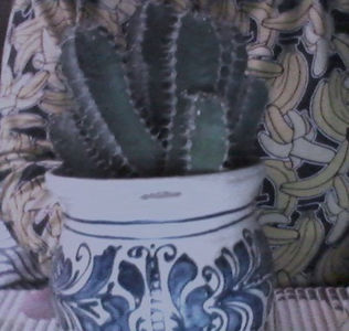 Catusul meu-flori noi acasa; Cactusul meu

