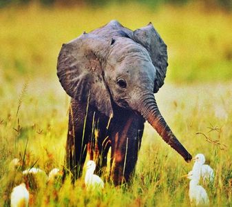 【insidemyself】- ⚘ Elefant ⚘