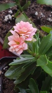 Kalanchoe blossfeldiana de curand replantat