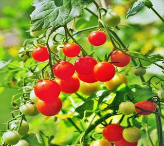【crawlingback2me】- ⚘ Tomată ⚘