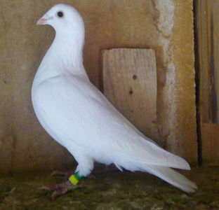 Femela 18-007