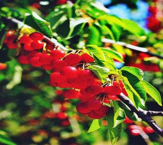 【Maktub】- ⚘ Vișine ⚘