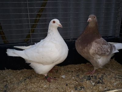 Vanduti