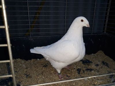 Vanduta