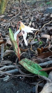 erythronium dens-canis(măseaua ciutei)