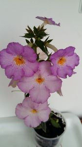 Lavander Flame