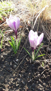 colchicum spp hybr.(branduse)