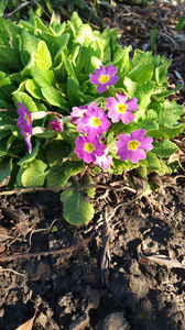 primula spp hybr.