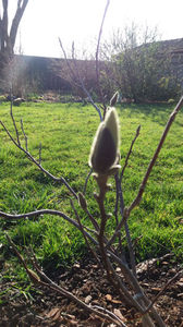 magnolia x soulangeana; Boboci...cam devreme. Sa speram ca nu vor ingheta
