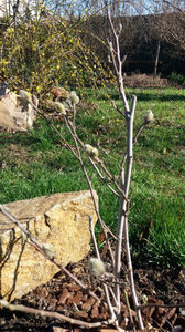 magnolia stellata alba; Boboci...cam devreme. Sa speram ca nu vor ingheta
