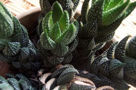 Haworthia reinwardtii