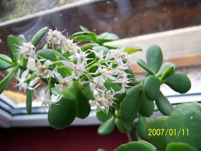 Crassula ovata - flori