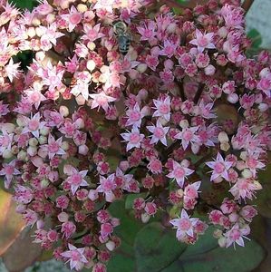 Sedum spectabile