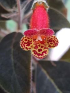 Bogotensis