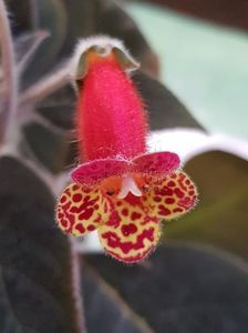Bogotensis