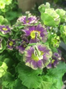 Primula Pricanto; Le-am admirat și nu am cumpărat nimic ;)
