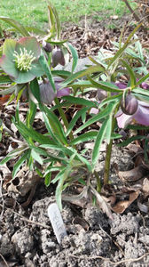 helleborus purpurascens(spânz)