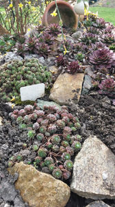 sempervivum mix