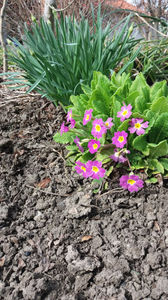 primula spp hybr.