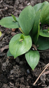 ruscus hypoglossum; Aceasta este o planta protejata de lege! Face bobite rosii uriase cat o cireasa direct pe mijlocul frunzei, are o constructie mai aparte. Din pacate este bisexuata.
