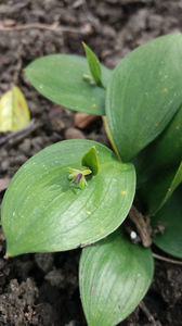 ruscus hypoglossum; Aceasta este o planta protejata de lege! Face bobite rosii uriase cat o cireasa direct pe mijlocul frunzei, are o constructie mai aparte. Din pacate este bisexuata.
