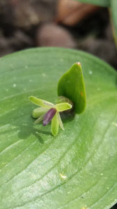 ruscus hypoglossum; Aceasta este o planta protejata de lege! Face bobite rosii uriase cat o cireasa direct pe mijlocul frunzei, are o constructie mai aparte. Din pacate este bisexuata.
